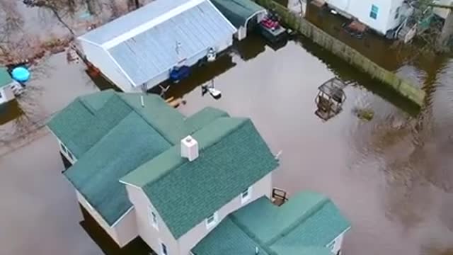 Isso é o que aconteceria se todos os humanos desaparecessem