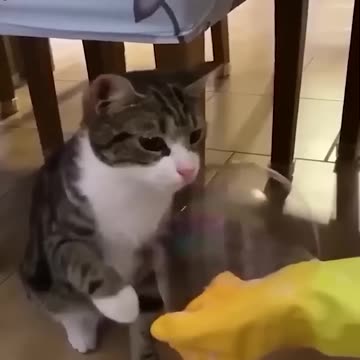 Funny Animal Videos Of The Day