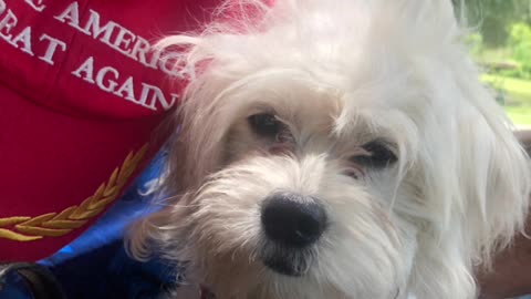 To our VETERANS 🇺🇸from Patriot Loulou and all the patriots 🇺🇸🇺🇸🇺🇸❤️🙏🏼