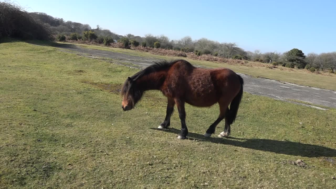 Dartmoor Hill Ponies 2nd March 2023 Roxborough Downs.