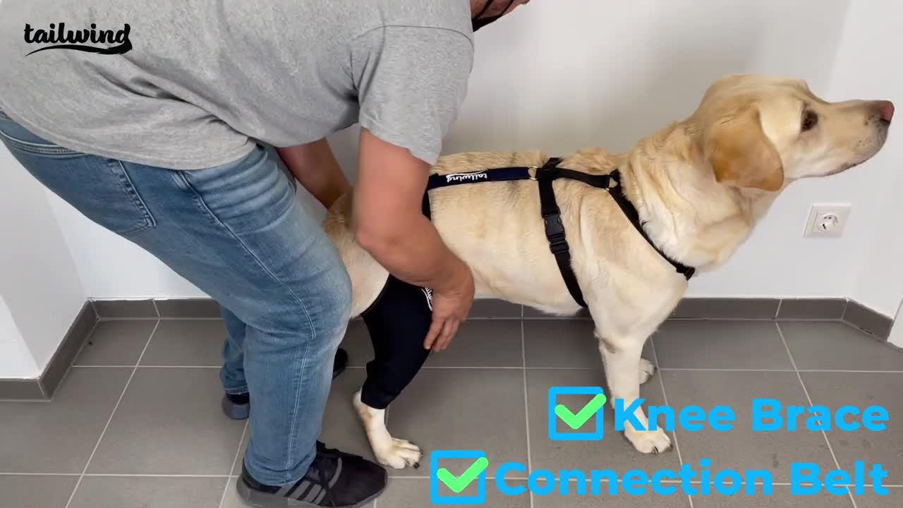 Double Knee Brace and Connection Belt Instructions - Tailwindpets