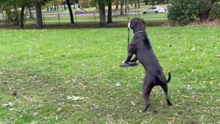 Dog Wants to Play on Rope Swing