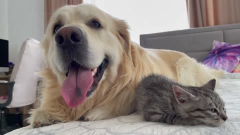 First Steps to a Golden Retriever and Kitten Friendship