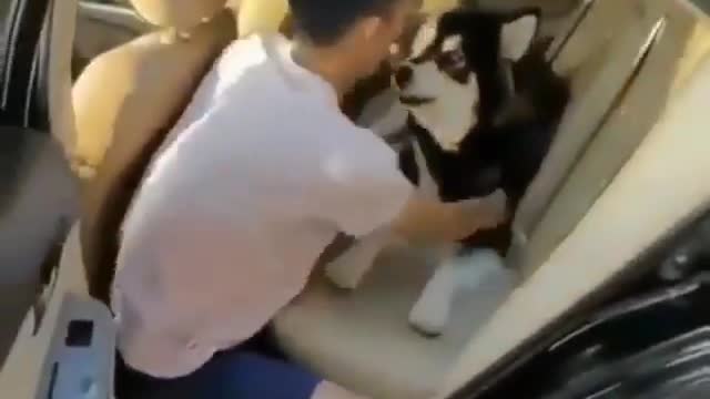 Husky do not want to leave his owner for single moment