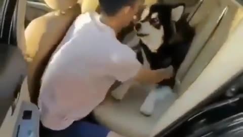 Husky do not want to leave his owner for single moment