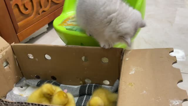 The kitten is fascinated watching the ducklings swim! Then give the kitten its first bath (2)