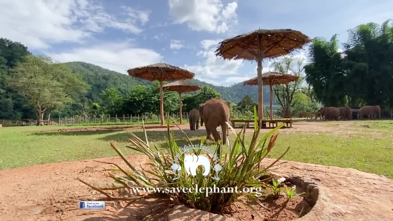 Baby Elephant Tries To Figure It Out How To Eat Grass On The Top Of Cement Pipe - ElephantNews