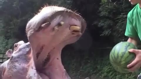 A hippo having a nice juicy watermelon 🍉