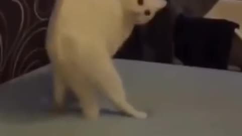 ultimate baby dogs