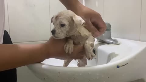 Cute puppy