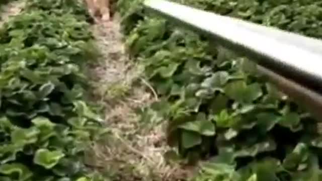 case in the garden