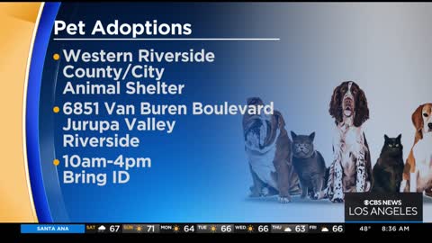 Riverside County offering free pet adoptions