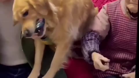 Dog gives remote to grandma