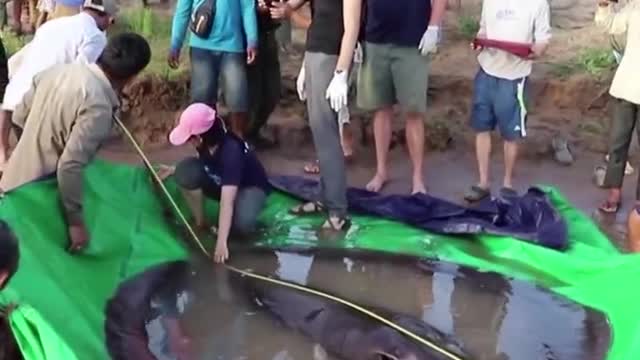 Man reels in 660-pound stingray.