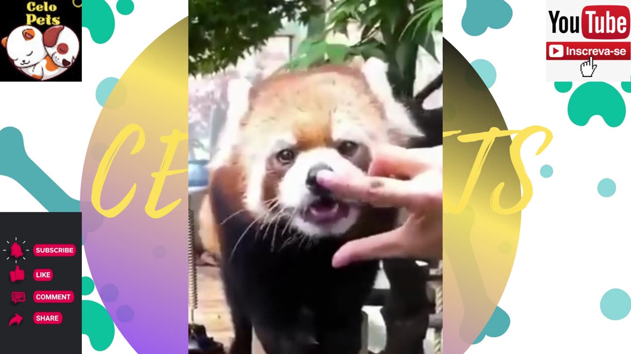 Animais Engraçados Funny Animals Channel 🐶🐱