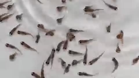 Fish birth