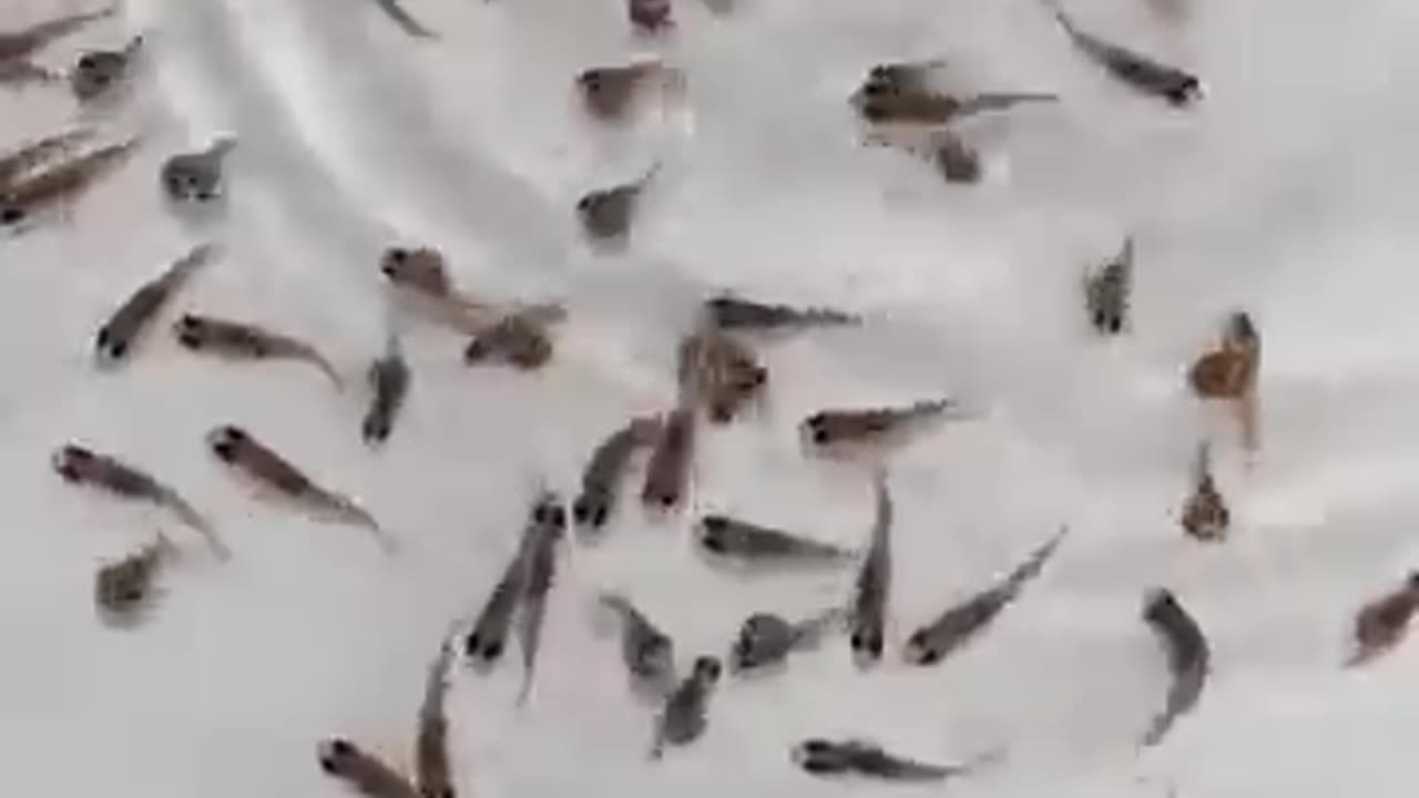 Fish birth