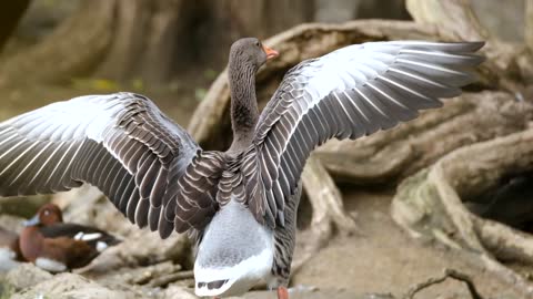 The duck flaps its wings.