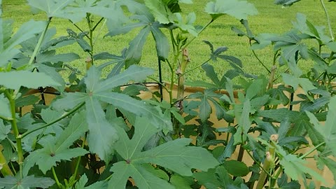 Pruned my okra 9 13 2023 😁