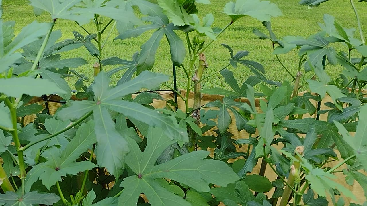 Pruned my okra 9 13 2023 😁