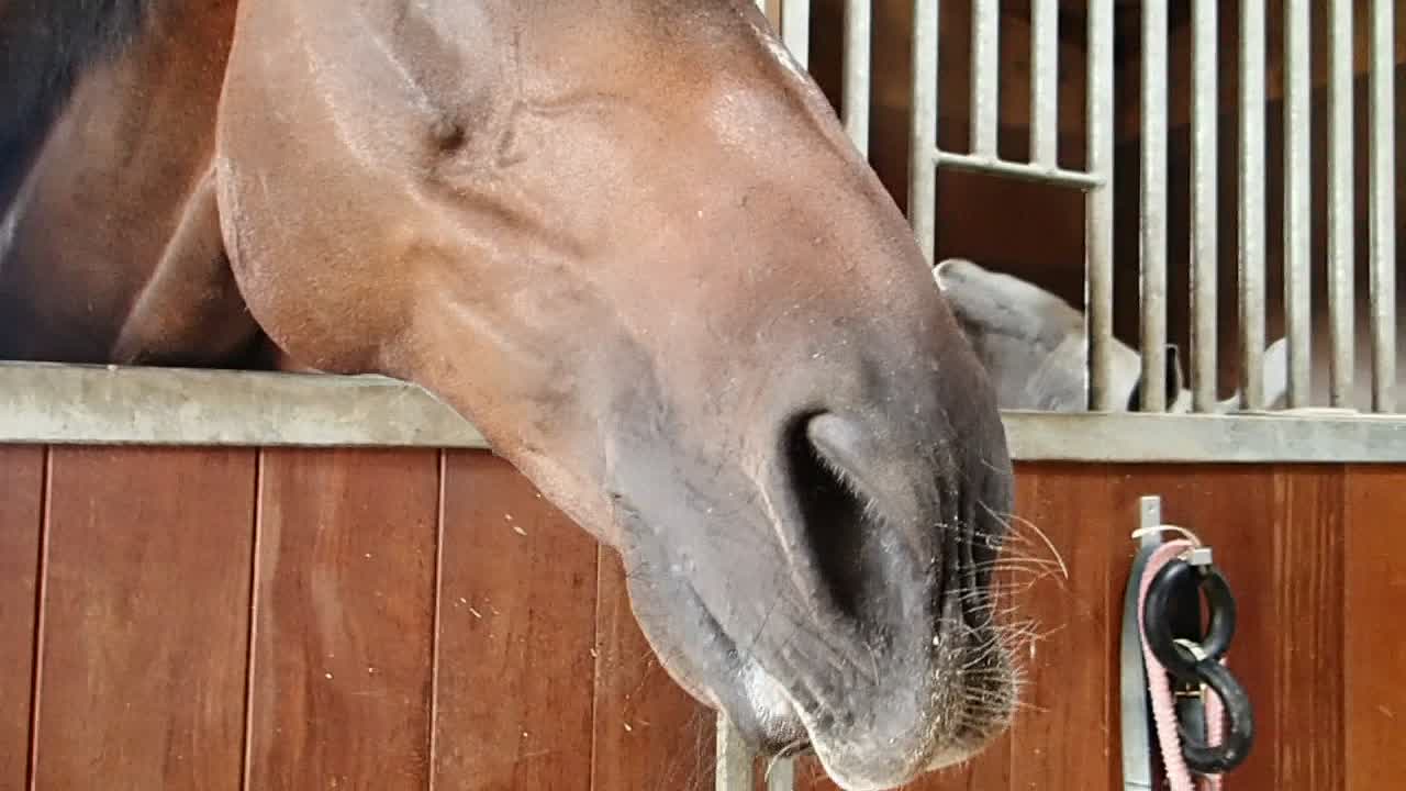 Looking around two horses before going home