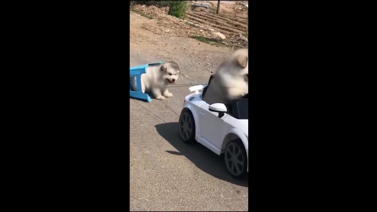 Funny animal videos 2023- Funny cats and dogs - Funny animals Part 2