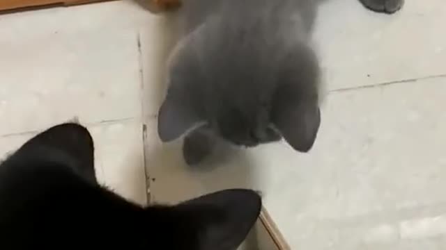 🤣cat