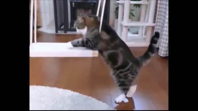 Funny Animal Pets | Cats Reaction situations | Cute Cat Animals Compilation