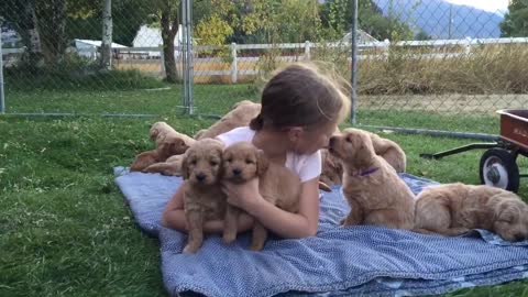 Pequeña niña atrapada por una camada de cachorros