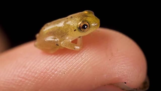 Top 17 Smallest Animals In The World