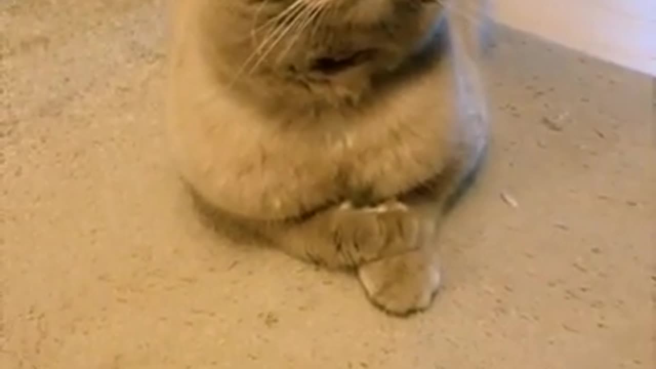 Disney Filter on My Cat 😂 | Try to Not Laugh FUNNY CAT VIDEOS #catshorts #funnycat #cat