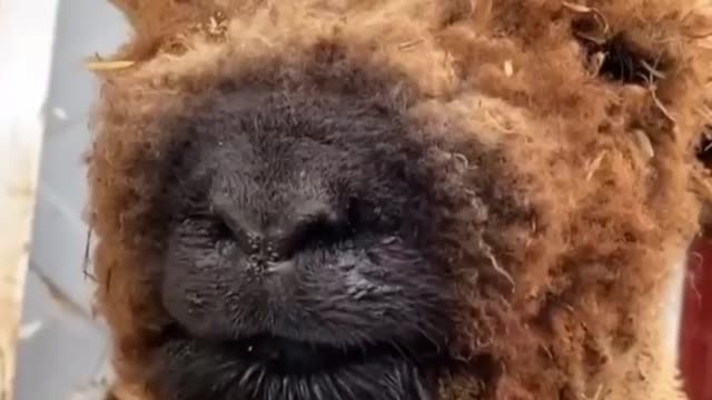 Sheep