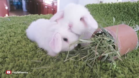 The Most Adorable Bunnies Couple Ever!