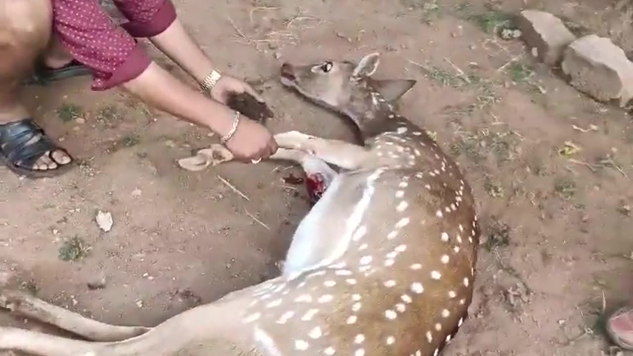 Rescaud a deer 🦌