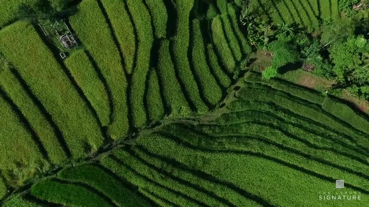 Bali, Indonesia (Travel Video)