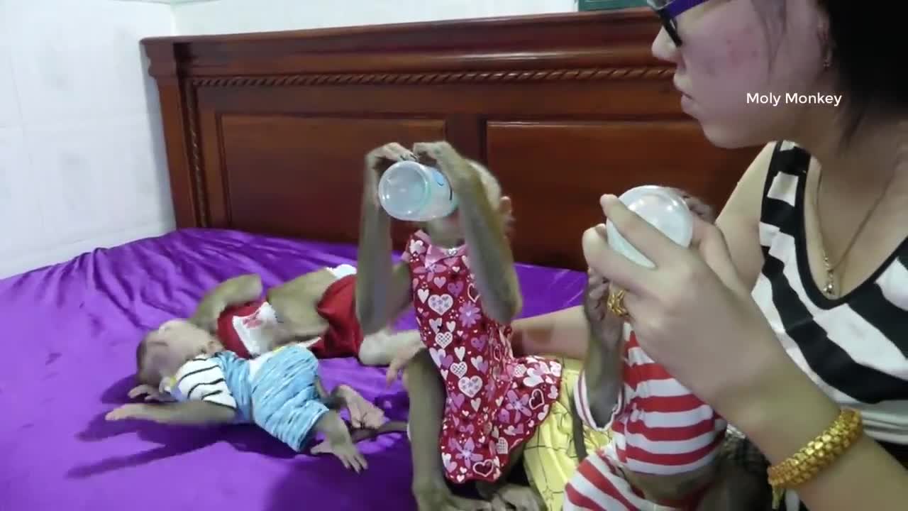 littlemonkeys