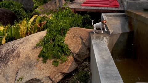 Thirsty dog trying to drink water on summer day