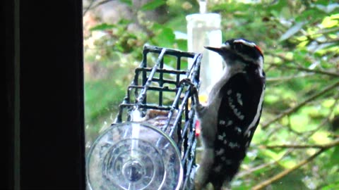 Downy Woodpecker