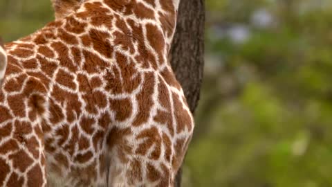 Close Up of Giraffe Head and Body