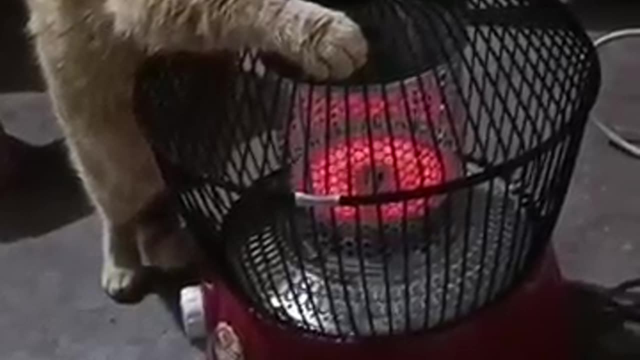 Funniest cats🐱In The World😂 Funny and Fails Pets Video #shorts #cats #funny