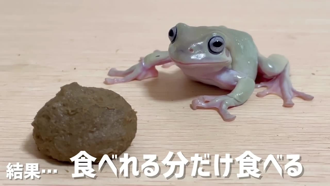 cute frog video