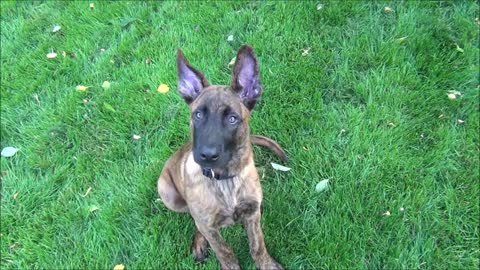 Puppy hears ringtone- very cute :-D