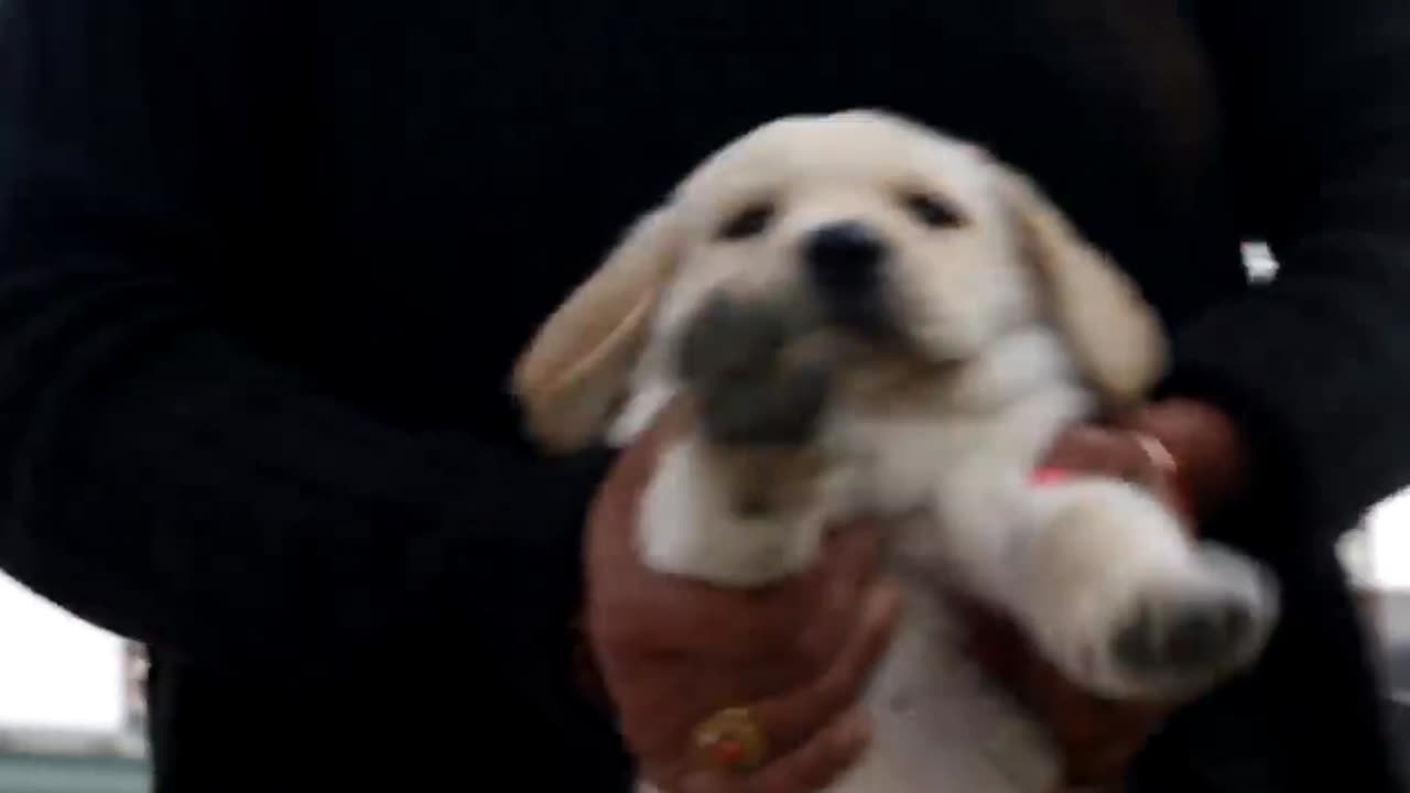 Labrador retriever Puppy 35 days old -lab small baby puppies.