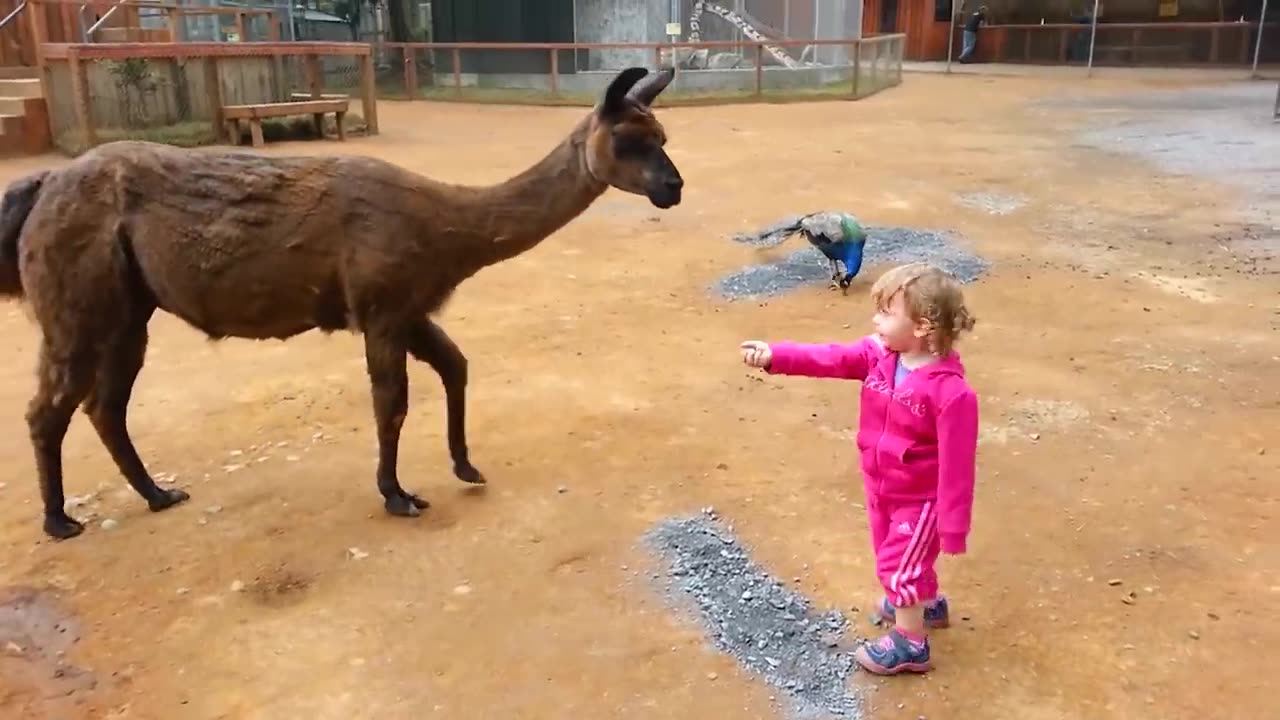 Funny Babies At The Zoo