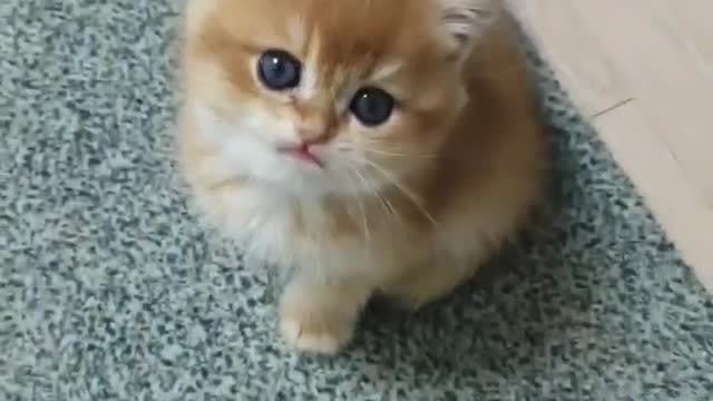 Sweet kitten cat.so lovely and cute