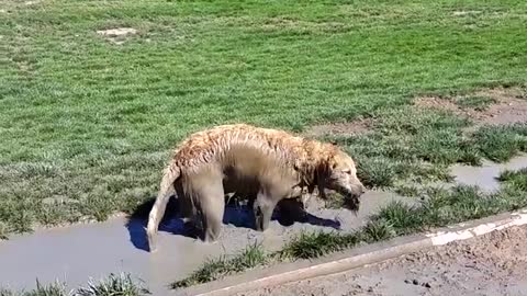 Labra dogs funny moments