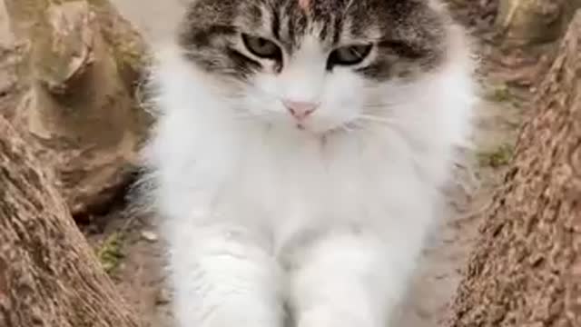 Cute funny cate #short #videos Cute Animals