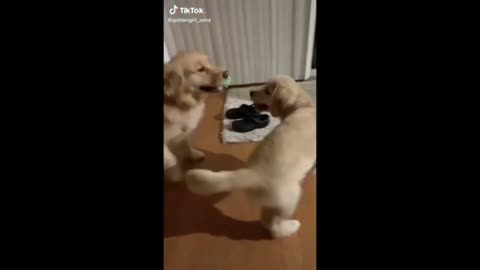 Dog Jumping On Top Of Another Dog - TikTok Dogs (Funny Animals #325)