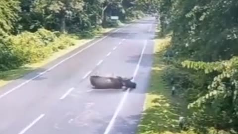 Rhino Get hit #fyp #viral #rhino #animal #animals #animalsoftiktok #animallover