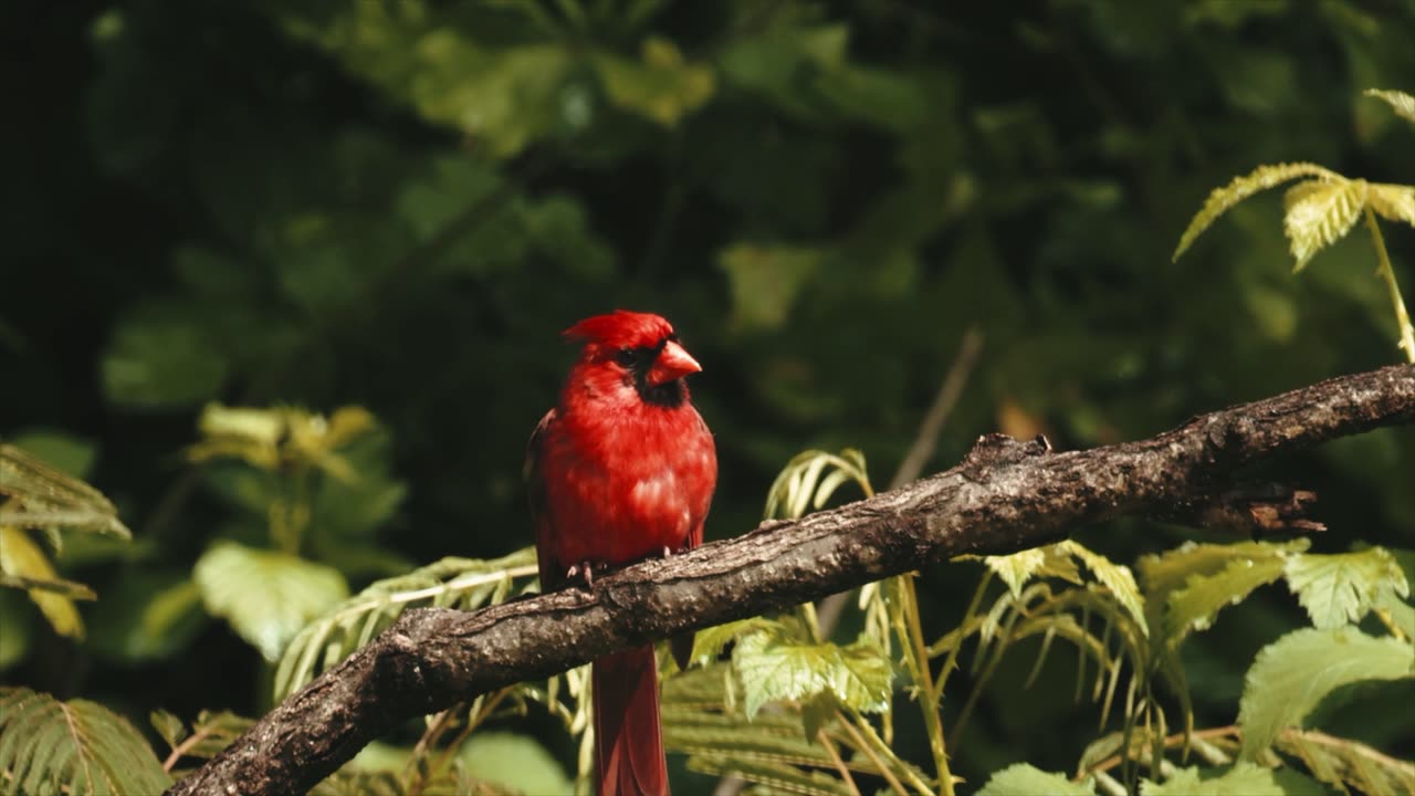 A Bird on a Tree Branch